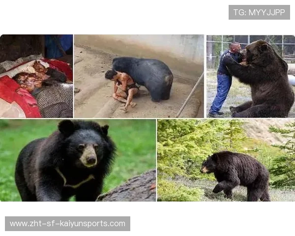 黑熊袭击事件引发城市野生动物安全讨论，黑熊袭击人类视频